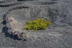 Lanzarote 59