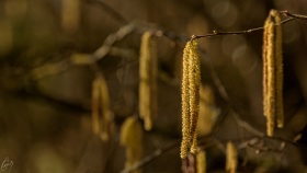 Nussblüte - Juglans regia