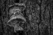 Pilze am Baum - Mushrooms on tree
