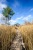 Der Pfad - The path