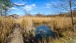 Sonniger Tag in der Natur - Sunny day in Nature
