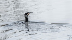 Cormorant after popping up