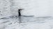 Kormoran nach dem auftauchen