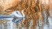 Schwan