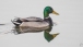 Stockente