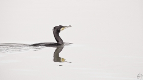 A Cormorant