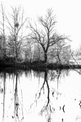 Nature in Black and White