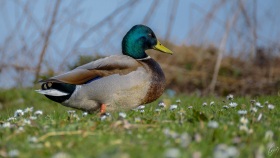 Eine Stockente auf der Wiese