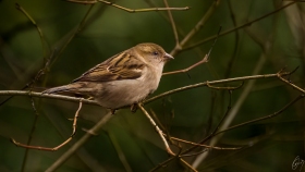 Ein Spatz