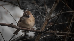 Ein Spatz