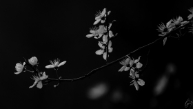 Spring in black and white