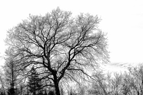 A tree in March
