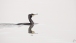 Ein Kormoran