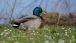 Eine Stockente auf der Wiese