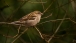 Ein Spatz