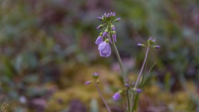Wiesenschaumkraut