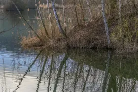 Birken beim Weiher