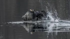 Ein Kormoran auf der Flucht