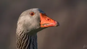Ein Portrait von einer Graugans
