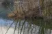 Birken beim Weiher