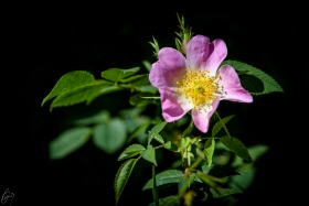 Heckenrose / Wild rose