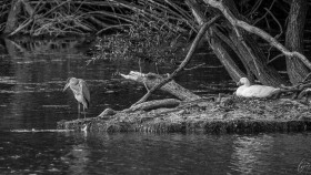 Reiher und Gans - Heron and Goose