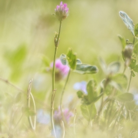Klee / Clover