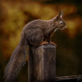 Eichhörnchen / Squirel