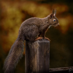 Eichhörnchen / Squirel