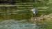 Reiher - Heron