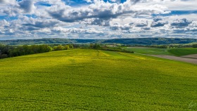Rapsfeld - Rape field