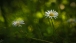 Gänseblümchen - Daisies