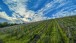 Weinberg im Mai - Vineyard in May