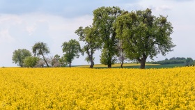 Rapefield and trees near Büschdorf in the Saarland (D)