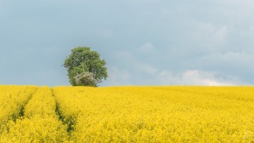 Rapsfeld bei Oberleuken im Saarland
