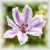 Clematis
