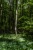 Im tiefen Wald