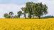 Rapsfeld und Bäume bei Büschdorf im Saarland