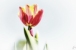 Tulpe