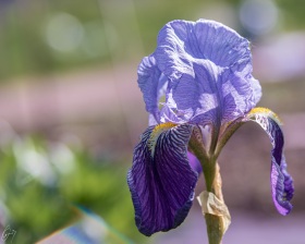 Eine blaue Iris