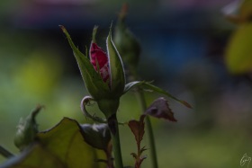Eine junge Rose