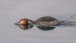 Ein Haubentaucher