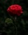 Eine rote Rose im Garten