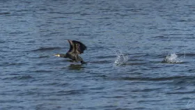 Ein Kormoran beim Start