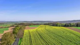 Ein Rapsfeld