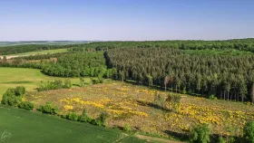 Landschaft bei Flaxweiler