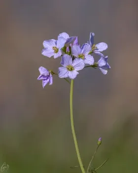 Wiesenschaumkraut