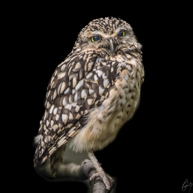 Eine Eule