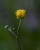 Eine Butterblume