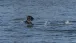 Ein Kormoran beim Start